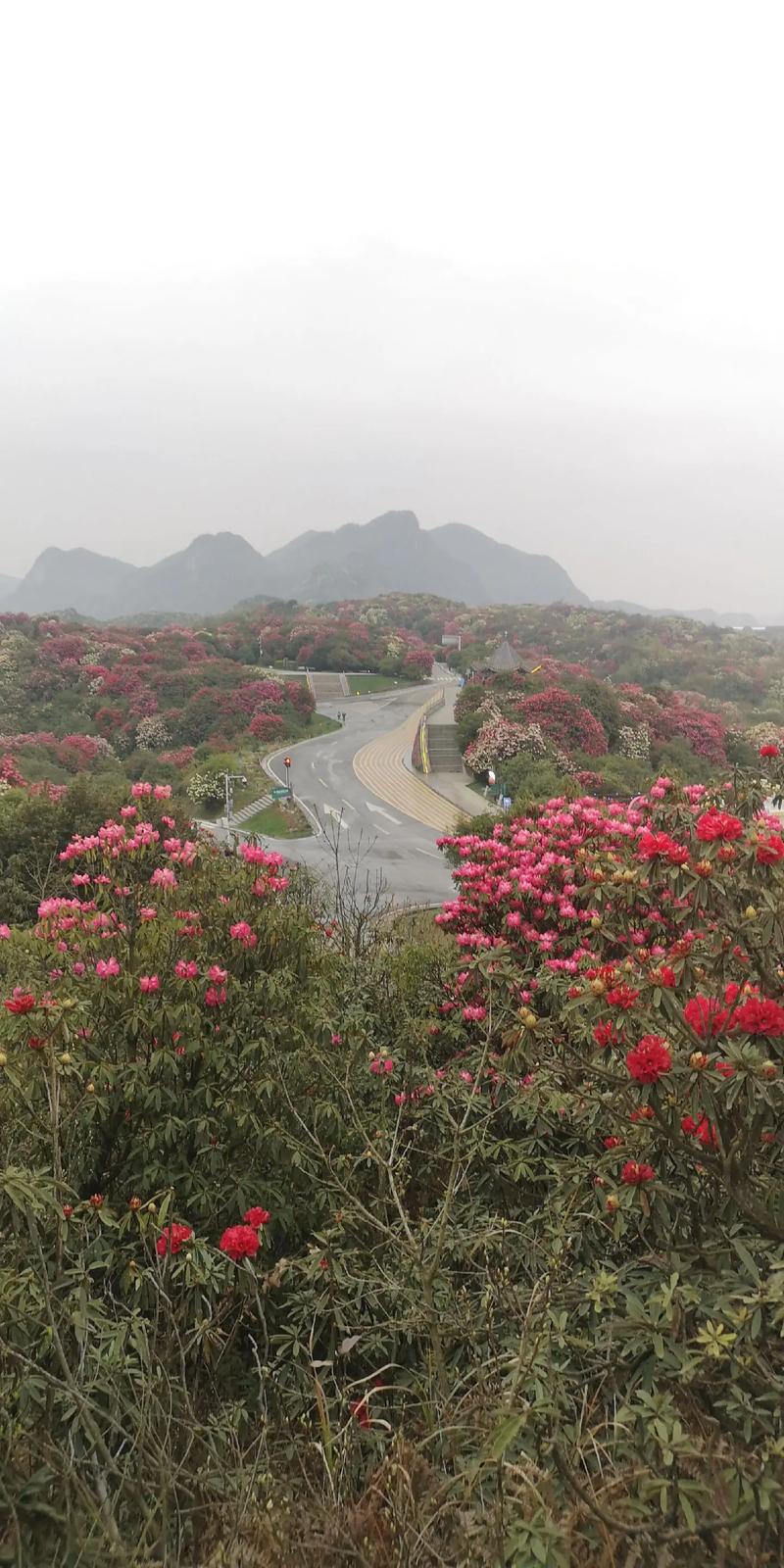 毕节杜鹃花旅游攻略，如何规划一次完美的赏花之旅？-图1