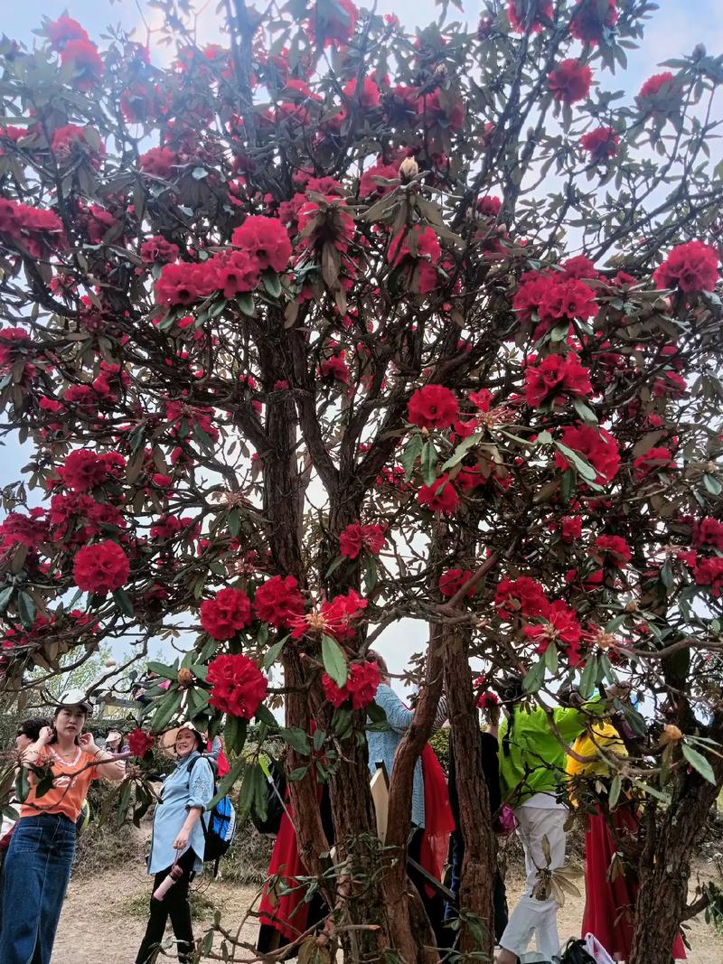 毕节杜鹃花旅游攻略，如何规划一次完美的赏花之旅？-图3