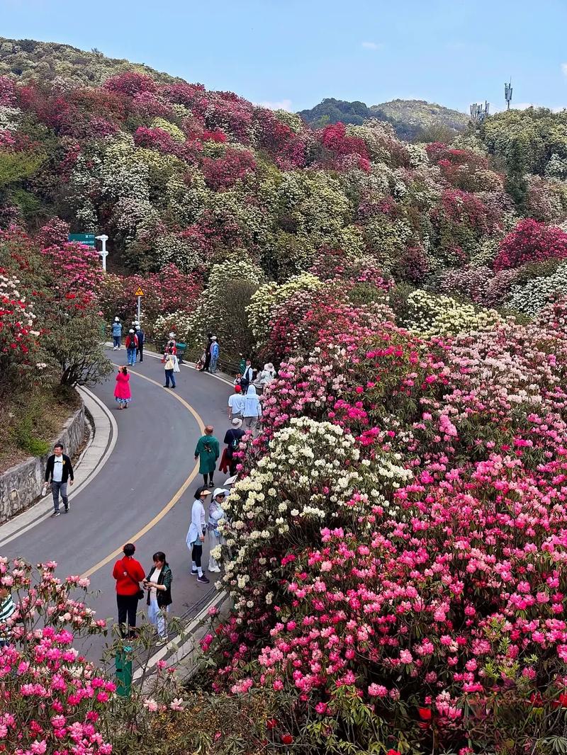 毕节杜鹃花旅游攻略，如何规划一次完美的赏花之旅？-图2