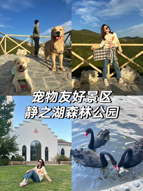 带狗旅游攻略，如何确保旅途愉快且安全？-图2